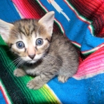 Egyptian Mau, Bronze Female DOB 9-27-15