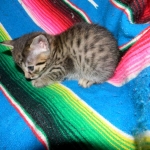 Egyptian Mau, Bronze Female DOB 9-27-15