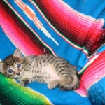 Egyptian Mau, Bronze Female DOB 9-27-15