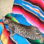 Egyptian Mau, Bronze Female DOB 9-27-15