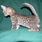 Egyptian Mau, Bronze Female DOB 9-27-15