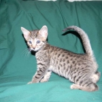 Egyptian Mau, Bronze Female DOB 9-27-15