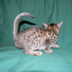 Egyptian Mau, Bronze Female DOB 9-27-15