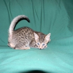Egyptian Mau, Bronze Female DOB 9-27-15