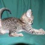 Egyptian Mau, Bronze Female DOB 9-27-15