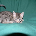 Egyptian Mau, Bronze Female DOB 9-27-15