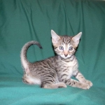 Egyptian Mau, Bronze Female DOB 9-27-15