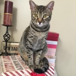 Stella, Egyptian Mau, Bronze Female DOB 9-27-15