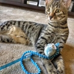 Stella, Egyptian Mau, Bronze Female DOB 9-27-15