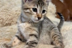 Padme Egyptian Mau Bronze Female Kitten DOB 4-20-25