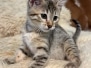 Padme Egyptian Mau Bronze Female Kitten DOB 4-20-25