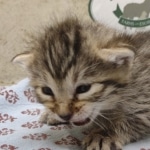 Bronze-Female-Egyptian-Mau-Kitten-a