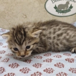 Bronze-Female-Egyptian-Mau-Kitten-b