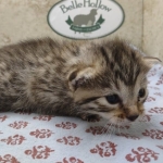 Bronze-Female-Egyptian-Mau-Kitten-c