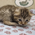 Bronze-Female-Egyptian-Mau-Kitten-d