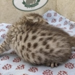 Bronze-Female-Egyptian-Mau-Kitten-e