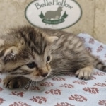 Bronze-Female-Egyptian-Mau-Kitten