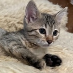 Bronze-Mau-female-kitten-1
