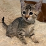 Bronze-Mau-female-kitten-2