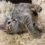 Bronze-Mau-female-kitten-4