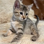 Bronze-Mau-female-kitten