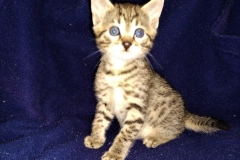Maui, Egyptian Mau, Bronze Male 1 DOB 2-25-19