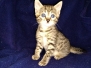 Maui, Egyptian Mau, Bronze Male 1 DOB 2-25-19