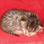 Mau, Bronze, Male DOB 2-25-19