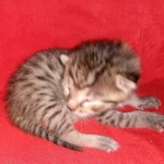 Mau, Bronze, Male DOB 2-25-19