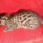 Mau, Bronze, Male DOB 2-25-19