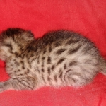Mau, Bronze, Male DOB 2-25-19
