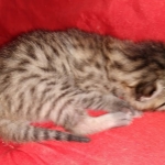 Mau, Bronze, Male DOB 2-25-19