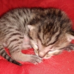 Mau, Bronze, Male DOB 2-25-19