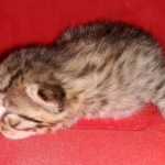 Mau, Bronze, Male DOB 2-25-19