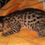 Mau, Bronze, Male DOB 2-25-19