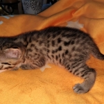 Mau, Bronze, Male DOB 2-25-19