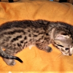 Mau, Bronze, Male DOB 2-25-19