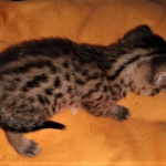 Mau, Bronze, Male DOB 2-25-19