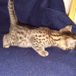 Maui, Mau, Bronze, Male DOB 2-25-19