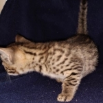 Maui, Mau, Bronze, Male DOB 2-25-19