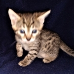 Maui, Mau, Bronze, Male DOB 2-25-19