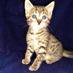 Maui, Mau, Bronze, Male DOB 2-25-19