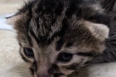 Egyptian Mau Bronze Male #1 DOB 3-13-26