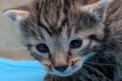 Egyptian Mau Bronze Male #1 DOB 3-13-26