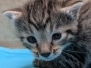 Egyptian Mau Bronze Male #1 DOB 3-13-26