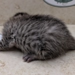 Bronze-Mau-Male-a
