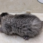 Bronze-Mau-Male-c