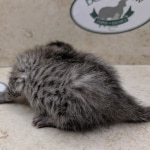 Bronze-Mau-Male-d