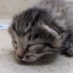 Bronze-Mau-Male-e