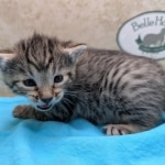 Bronze-male-kitten-mau-